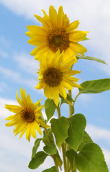 Similar image 171264