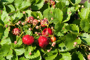 Similar image 171301