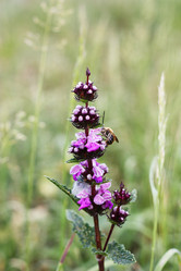 Similar image 171499