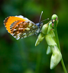 Similar image 171670