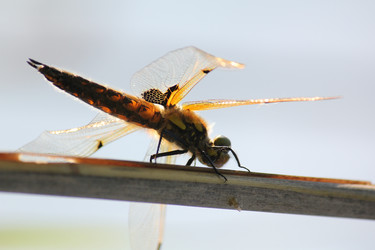 Similar image 171726