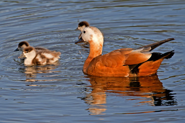 Similar image 171998