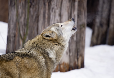 Similar image 172072