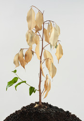 Similar image 172570