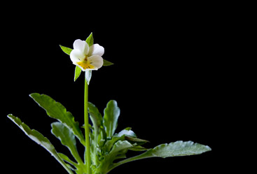 Similar image 172839