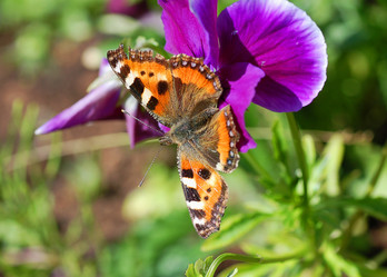 Similar image 173638