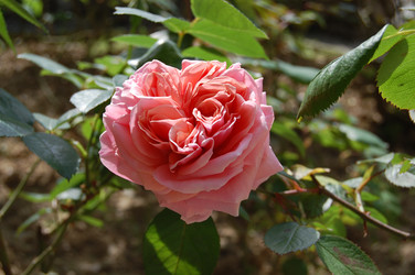 Similar image 173683