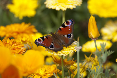 Similar image 173884