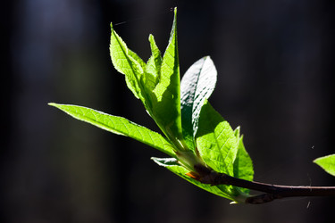 Similar image 175720