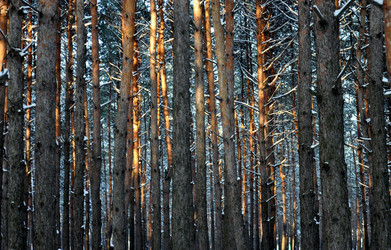 Similar image 175891