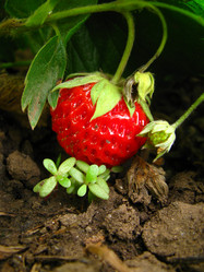 Similar image 176398