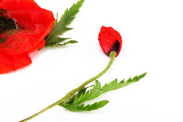 Similar image 176559