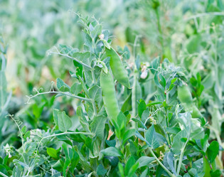 Similar image 177037