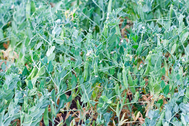 Similar image 177038