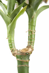 Similar image 177057