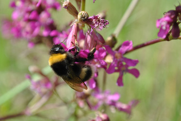 Similar image 177285