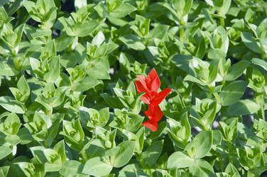 Similar image 177298