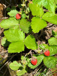 Similar image 177307