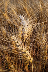 Similar image 177742