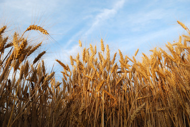 Similar image 177746