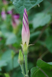 Similar image 177790