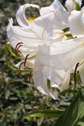 Similar image 178239