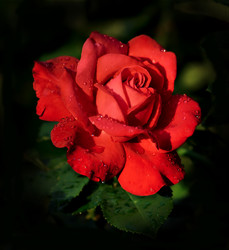 Similar image 179195