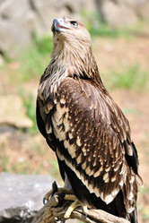 Similar image 179555