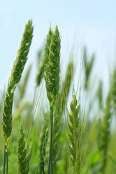 Similar image 179787