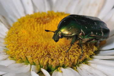 Similar image 180306