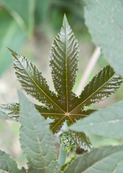 Similar image 180627