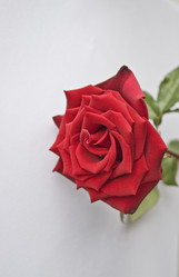 Similar image 180648