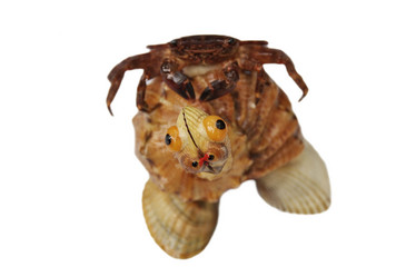 Similar image 180726