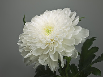 Similar image 180859