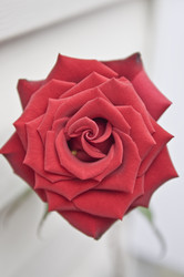 Similar image 181114