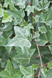 Similar image 181119