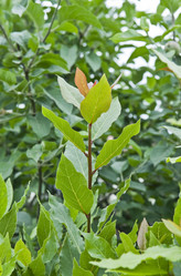 Similar image 181503