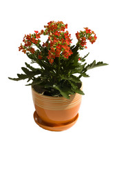 Similar image 182185