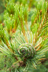 Similar image 182809