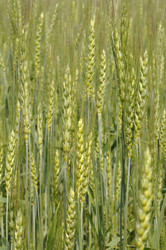 Similar image 183258