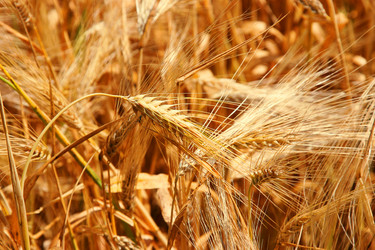 Similar image 183259