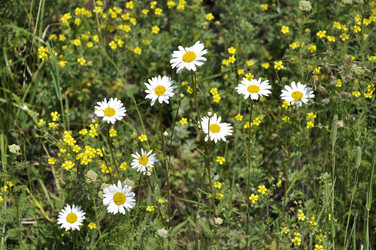 Similar image 183264