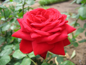 Similar image 183267