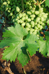 Similar image 183446