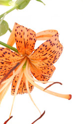 Similar image 183683