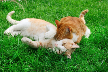 Similar image 183846