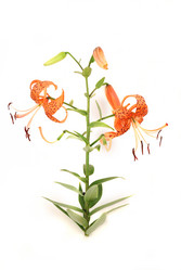 Similar image 183882