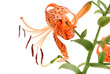 Similar image 184276