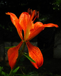 Similar image 184283