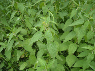 Similar image 184564